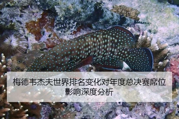 梅德韦杰夫世界排名变化对年度总决赛席位影响深度分析